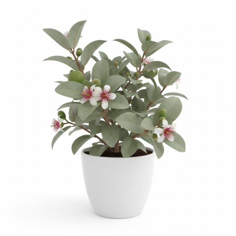 Pineapple Guava plant