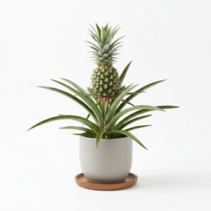 Pineapple Plant