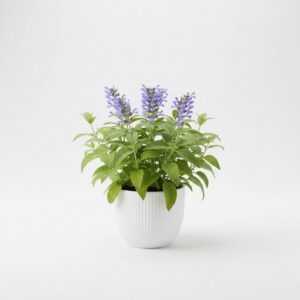 Pineapple Sage plant