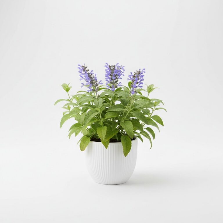 Pineapple Sage plant