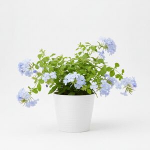 Plumbago Auriculata plant