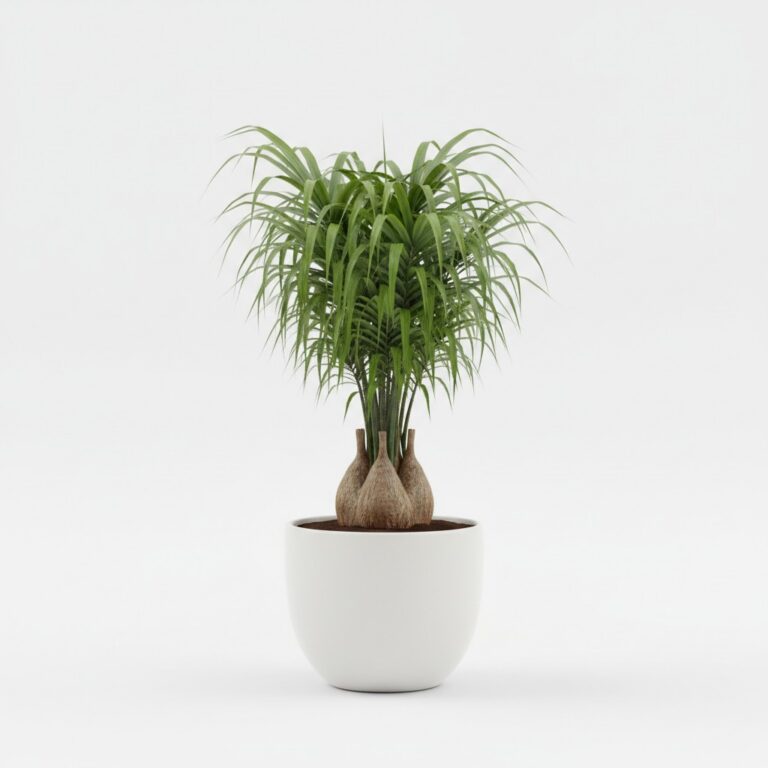 Ponytail Palm plant