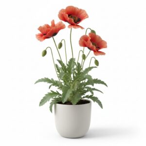 Poppy plant