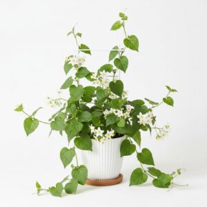 Potato Vine plant