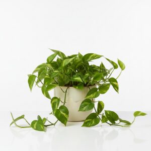 Pothos plant