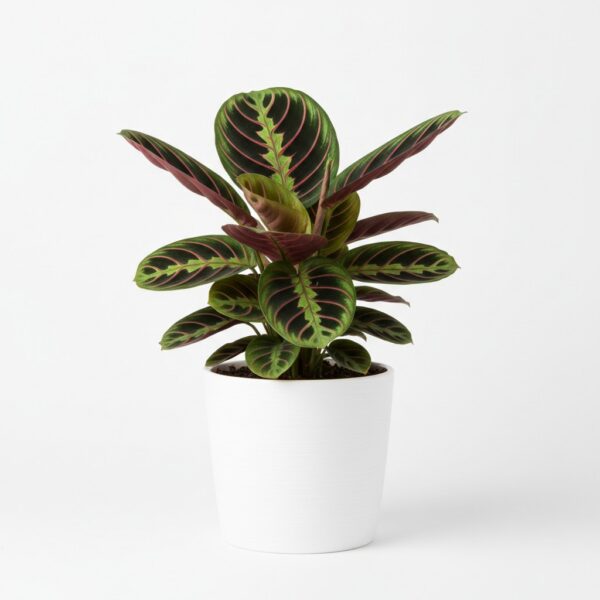 Prayer Plant