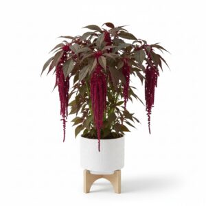 Prince’s Feather plant