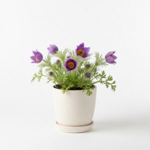 Pulsatilla plant