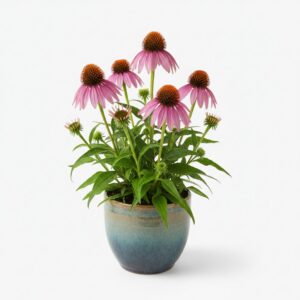 Purple Coneflower
