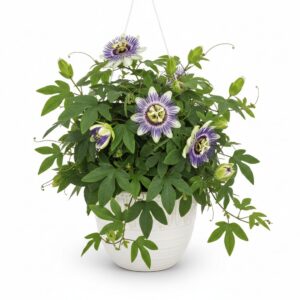 Purple Passionflower plant