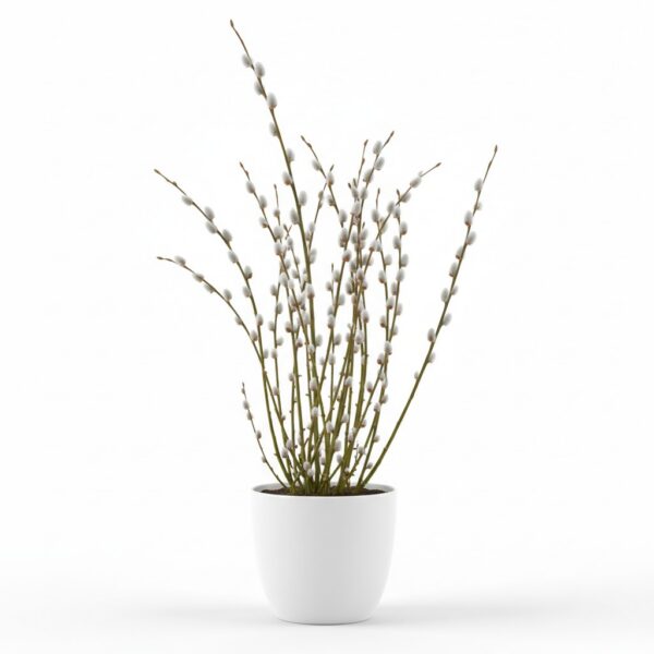 Pussy Willow