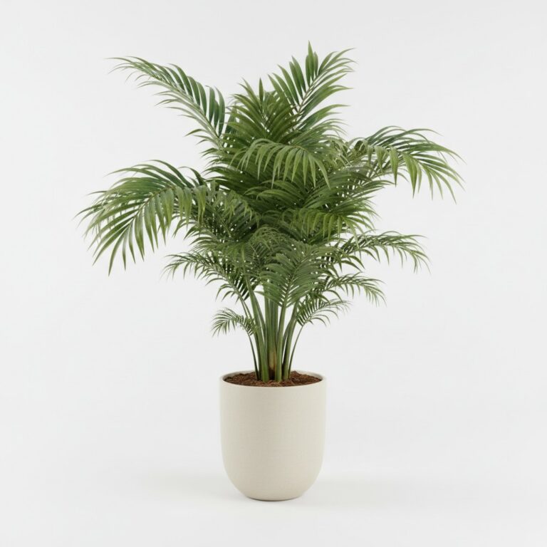 Queen Palm plant