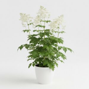 Queen of the Meadow plant