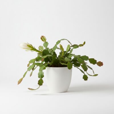 Queen of the Night plant