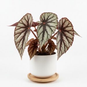 Rex Begonia plant