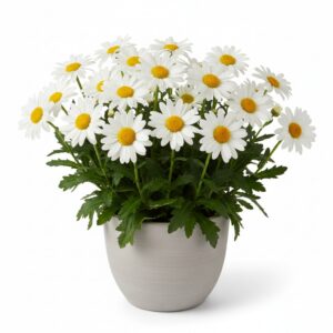 Shasta Daisy plant