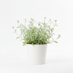 Silene plant