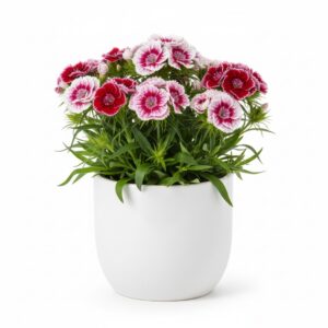 Sweet William plant