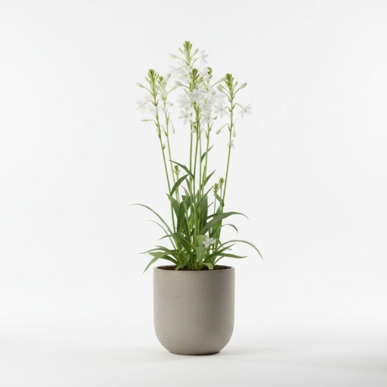Tuberose plant