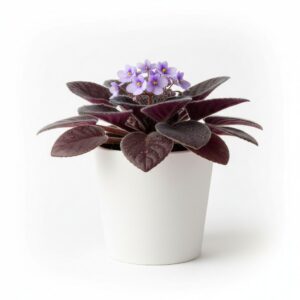 Violet plant