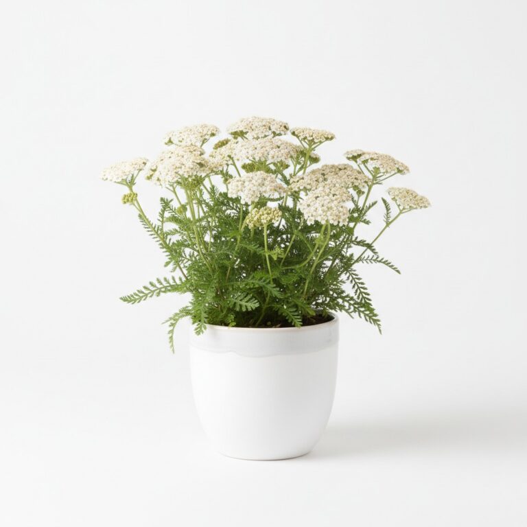 Yarrow plant
