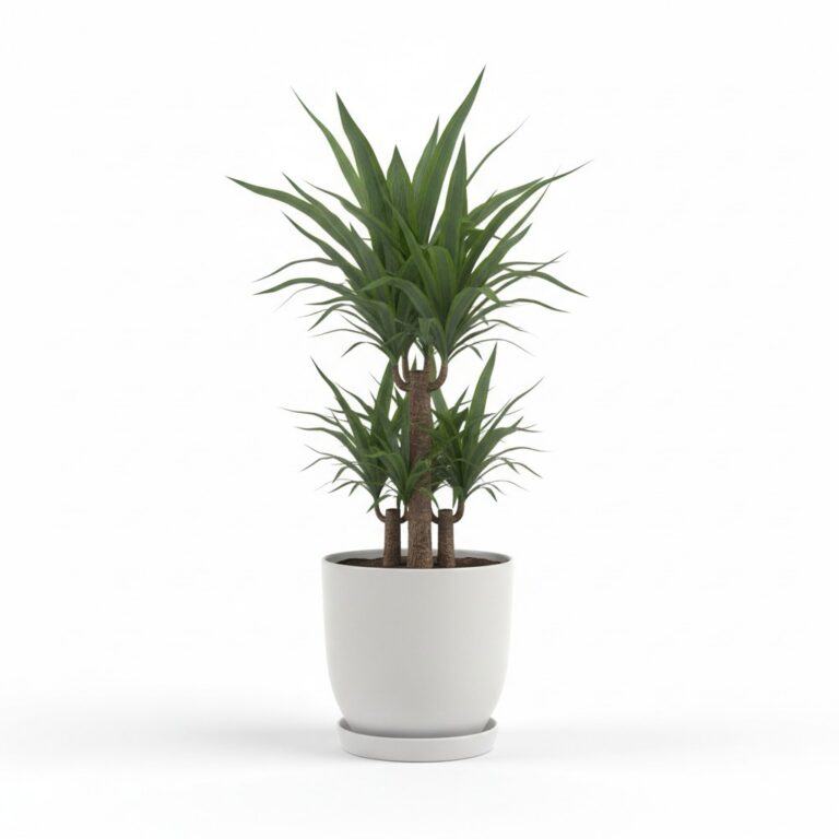 Yucca plant